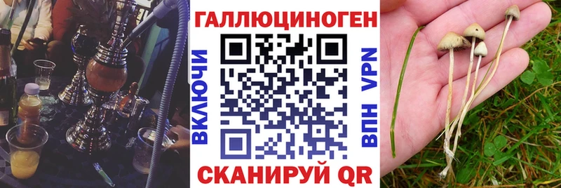 Псилоцибиновые грибы Cubensis blacksprut как войти Пудож